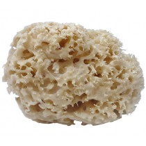 Coral Bath Sponge Croll & Denecke, Classic